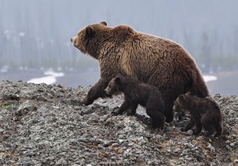 Bear's family